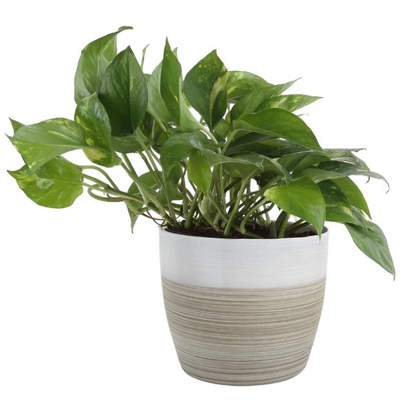 Meet your Posher, Michaelle - Picture 1 of 1